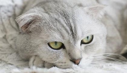 顶级娱乐|冰雪运动赛事v1.4.4